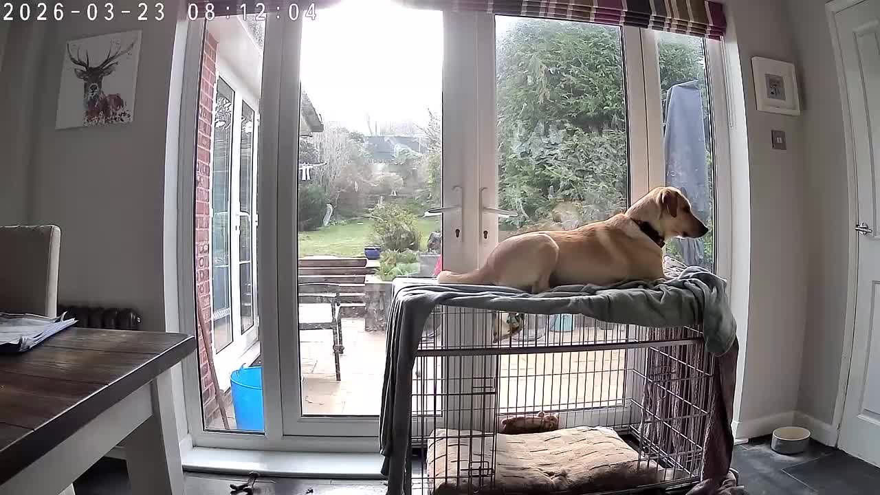 Mixed Breed dogs for adoption: LILY - Nearly 2 Years Old, Lab Mix Girl - Video 3