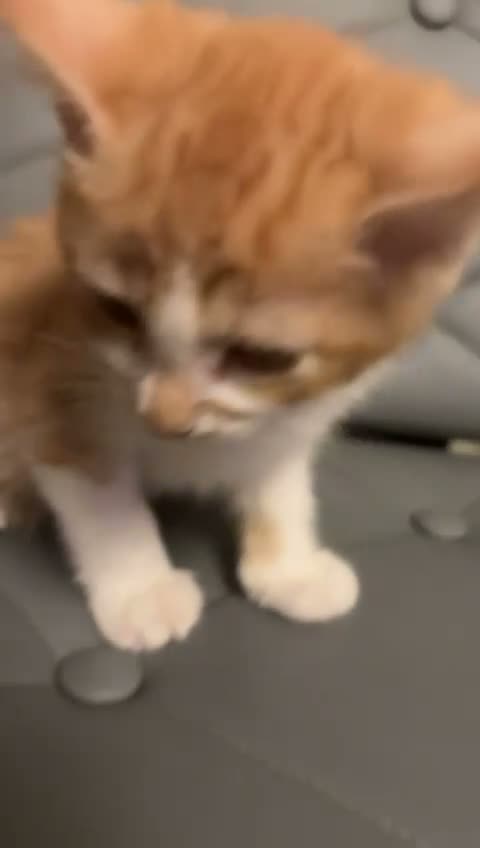 Mixed Breed cats for sale: Adorable mixed breed kittens for sale  - Video 1