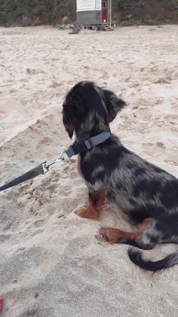 Miniature Dachshund dogs for sale: Longhaired Miniture dashund  - Video 1