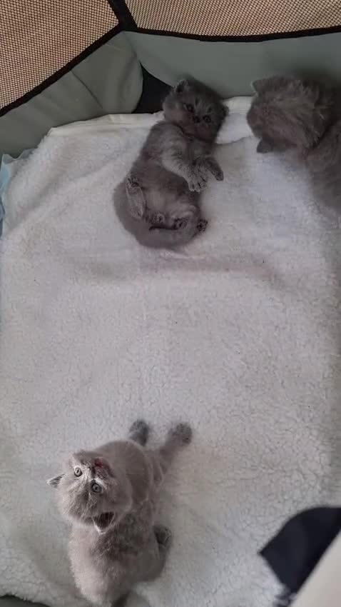British Shorthair cats for sale: Beautiful British Short hair Blue kittens for sale - Video 2