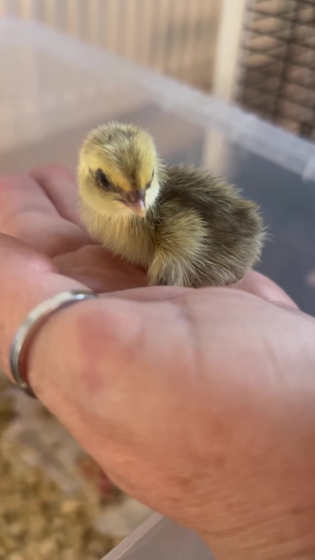 Quail poultry for sale: Japanese Quail - £7 each  - Video 1