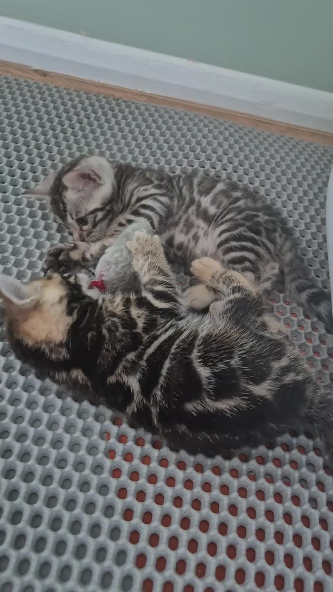 Bengal cats for sale: Champion Bloodline TICA Bengal Kittens in Peterborough - Video 1