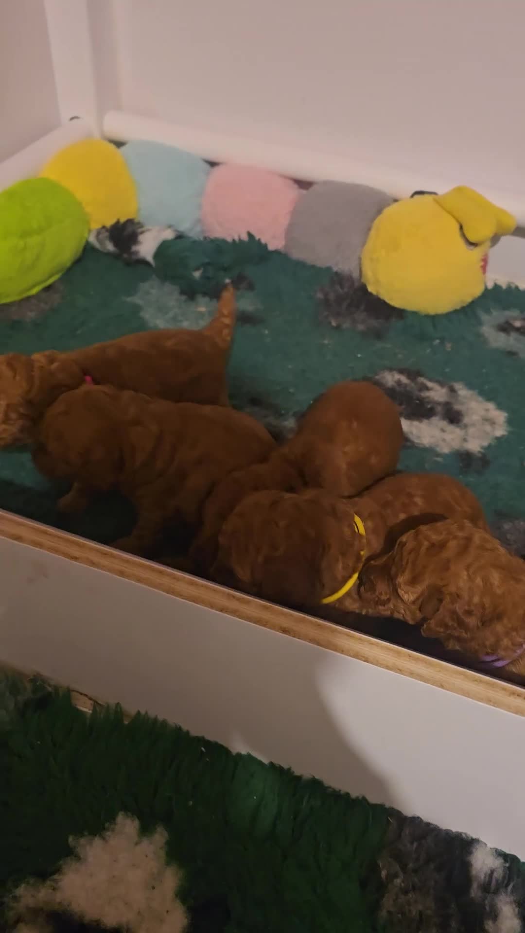 Labradoodle dogs for sale: Rare deep red labradoodles, absolutely stunning 😍 - Video 1