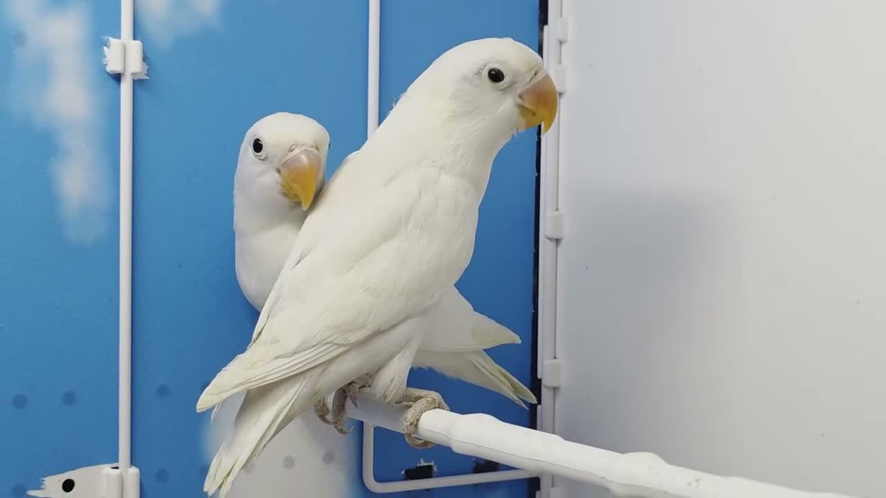 Lovebirds birds for sale: BLUEDEC PAIR WITH DNA - Video 1