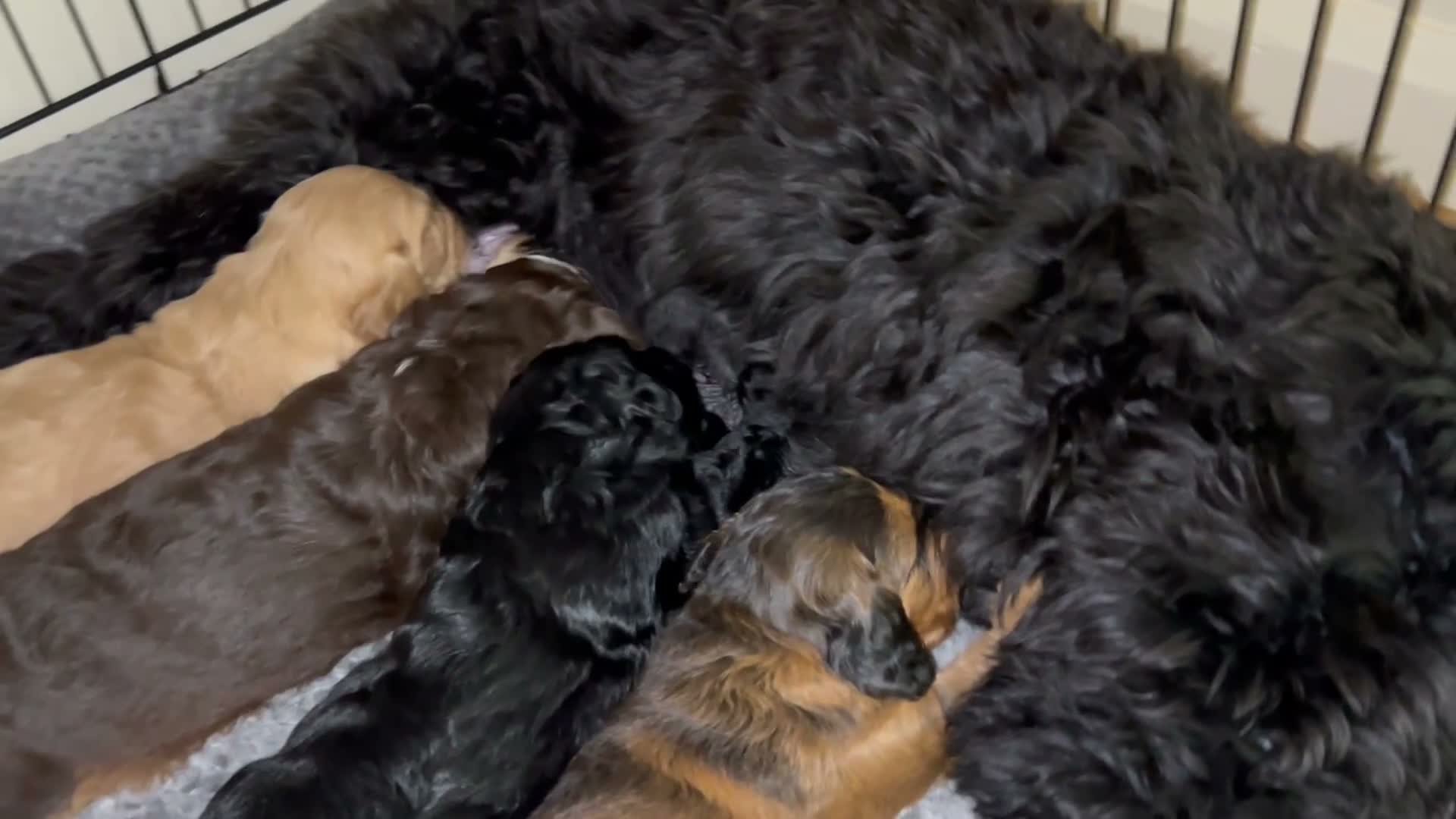 Cockapoo dogs for sale: Beautiful F1xF2 Cockapoo Puppies-Loving home £1400 in Colyton - Video 3