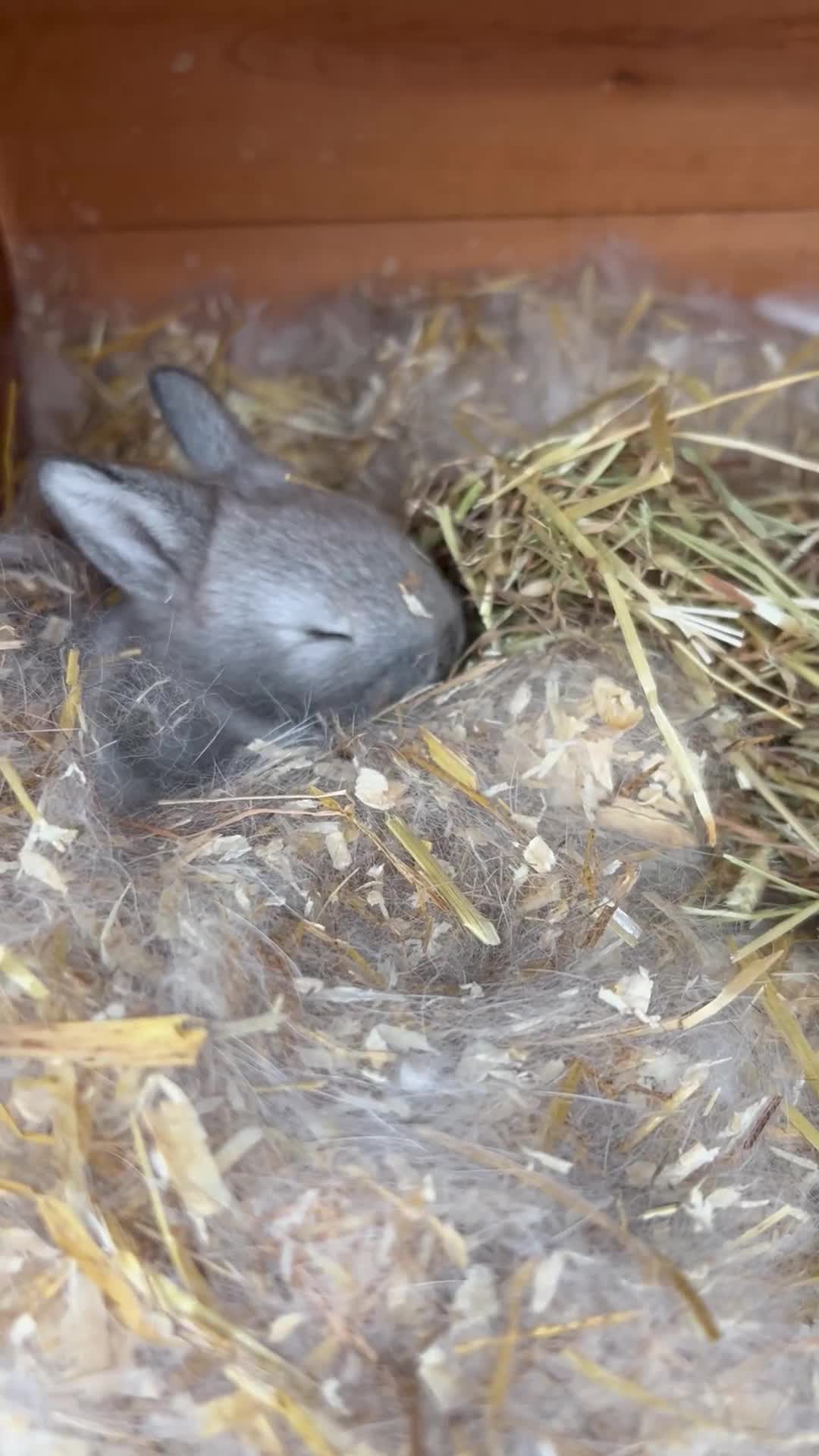 Mini Lion Lop rabbits for sale: Adorable, grey bunny - Video 3