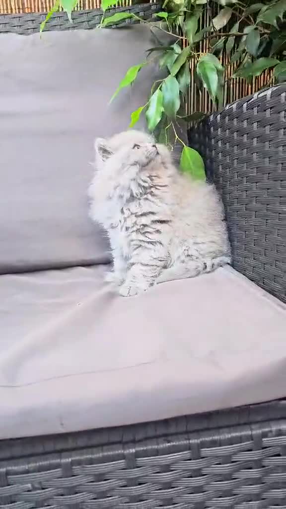 British Longhair cats for sale: GCCF  Show Quality Champion! - Video 1