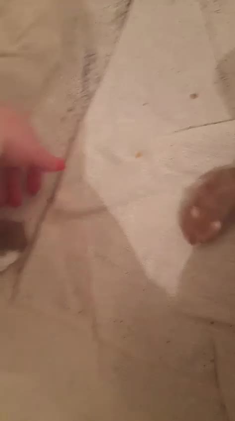 Hamster rodents for sale: Pedigree tame baby hamsters  - Video 1