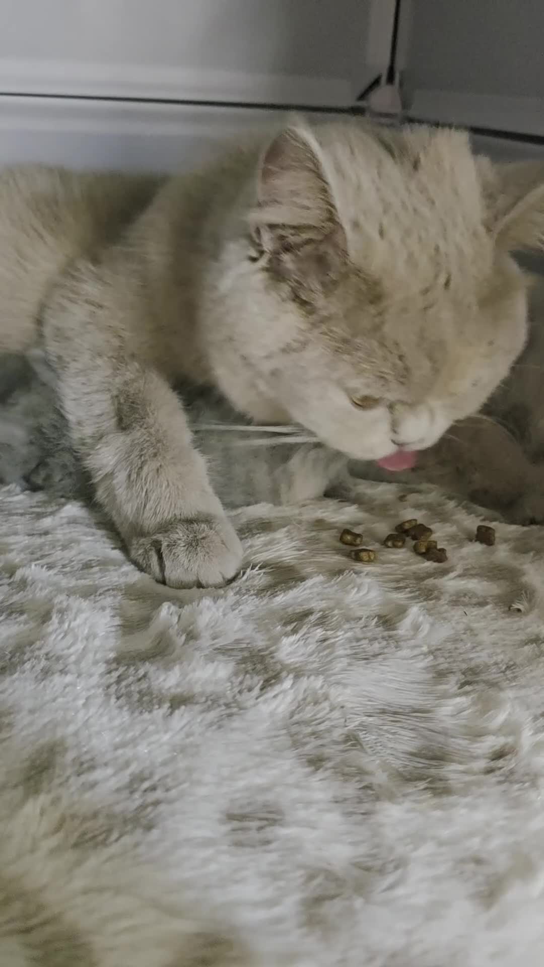 British Shorthair cats for sale: ✨ GCCF Registered Pedigree British Shorthairs - Video 1