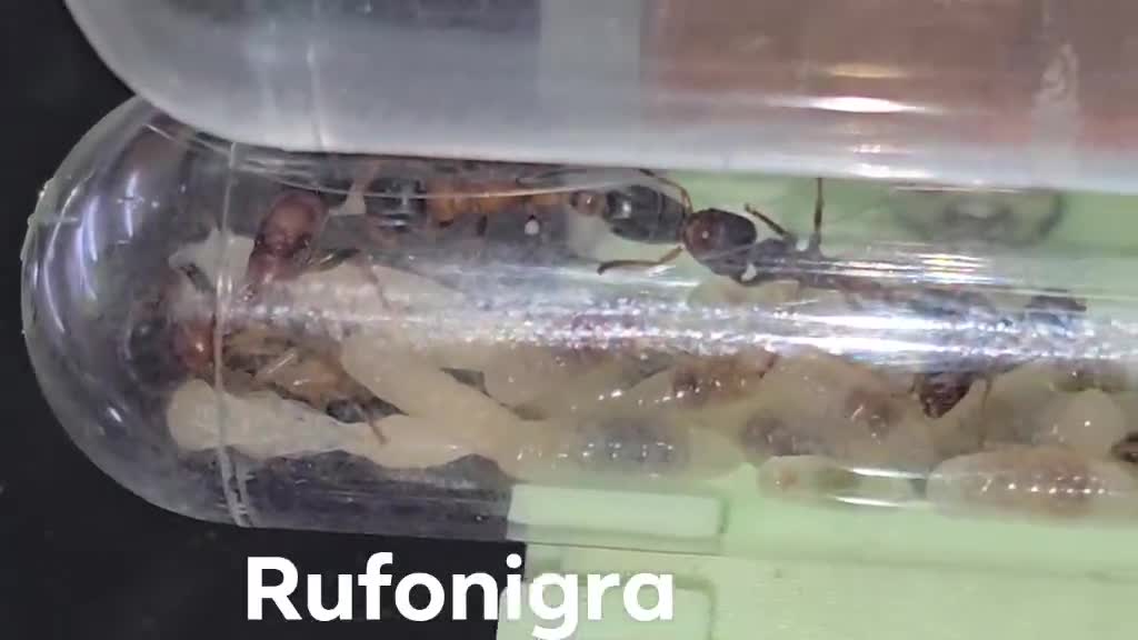 Mixed Breed invertebrates for sale: Ants  in Leicester - Video 2