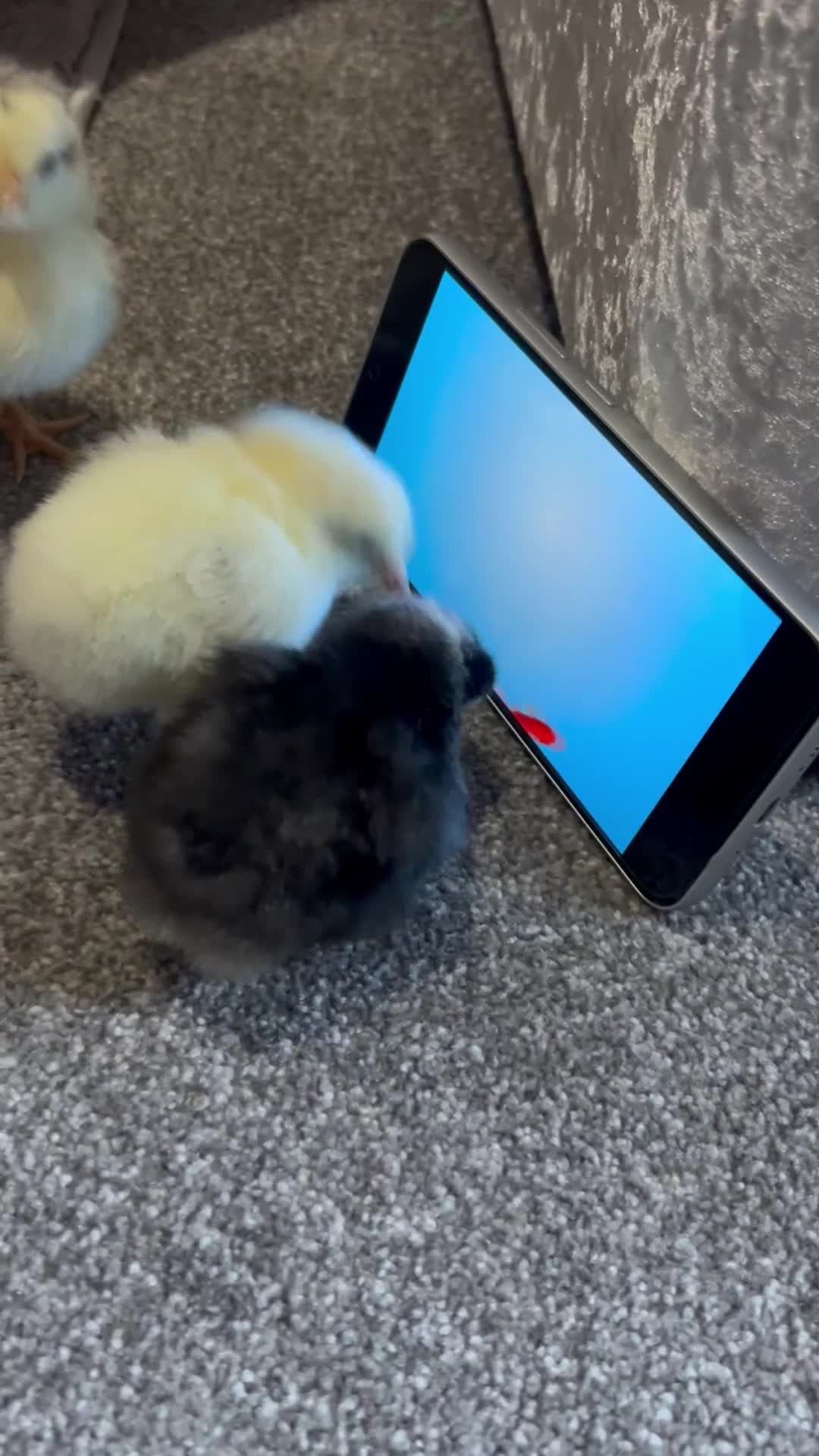 Chickens poultry for sale: 3 chicks for sale  in Blackburn - Video 1