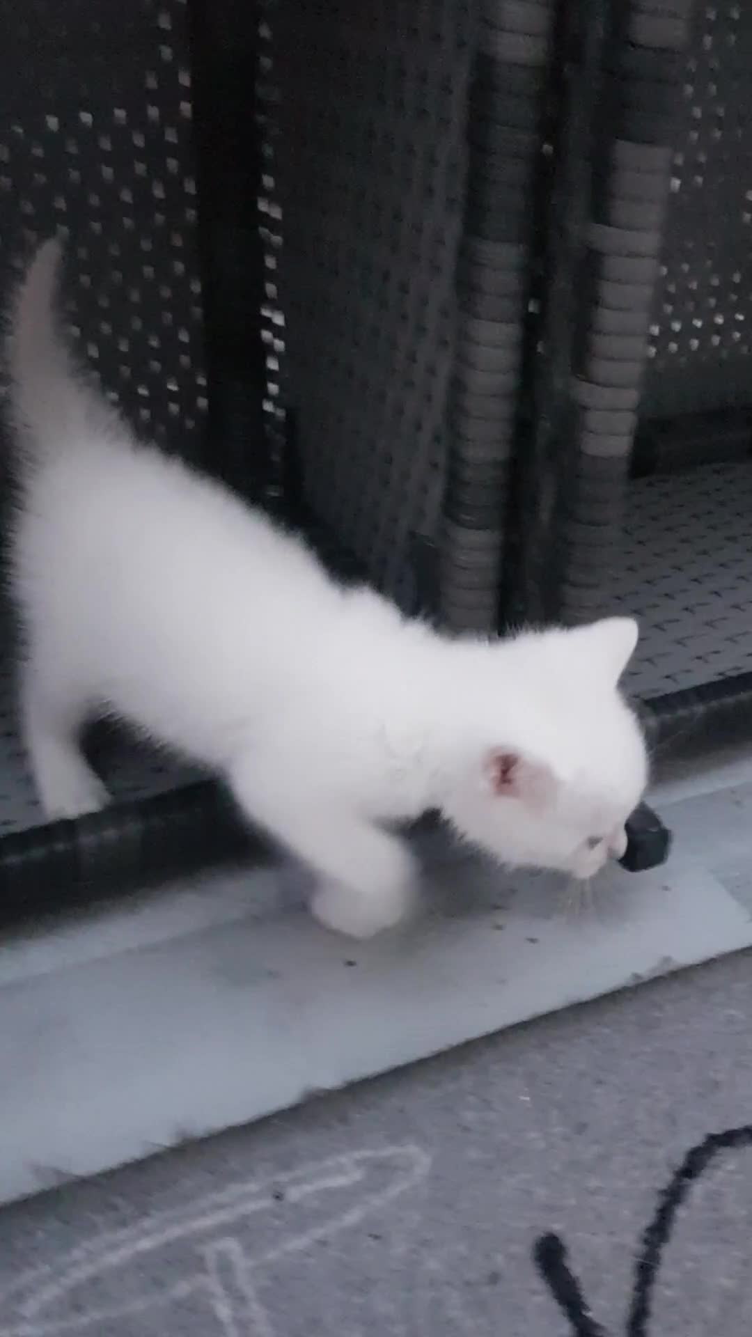 Mixed Breed cats for sale: Khao Manee kittens  - Video 1