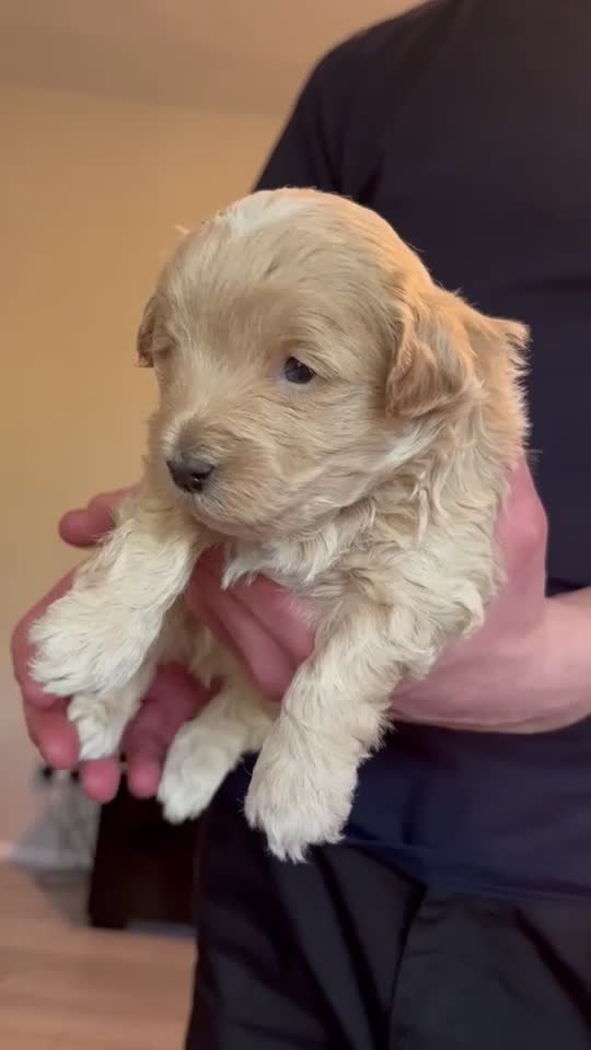 Mixed Breed dogs for sale: Maltijack/toy poodle - Video 1