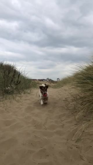 Jack Russell dogs for stud: Jack Russel For stud in Liverpool - Video 3