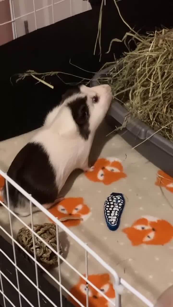 Guinea Pig rodents for sale: 2 male guinea pigs for sale - Video 1
