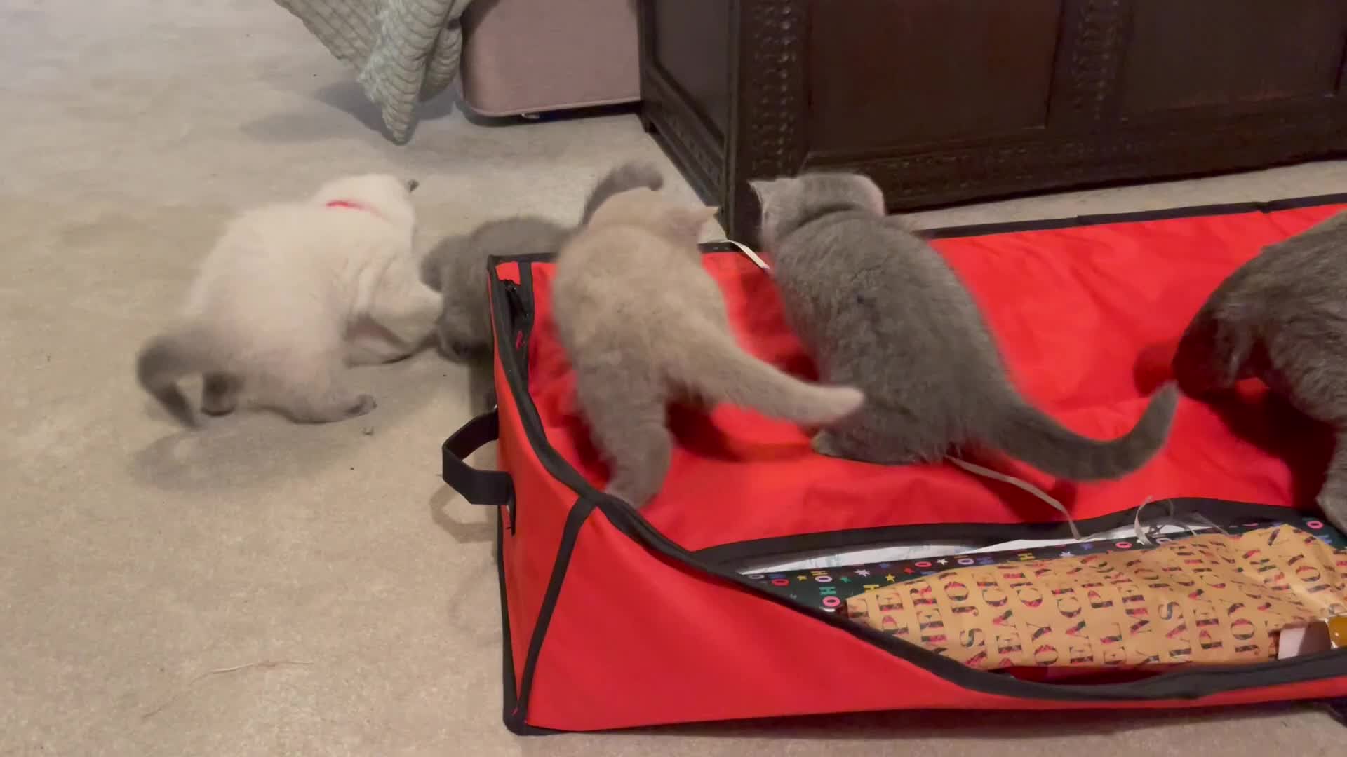 British Shorthair cats for sale: 🐱 Stunning GCCF British Shorthair Kittens  - Video 1