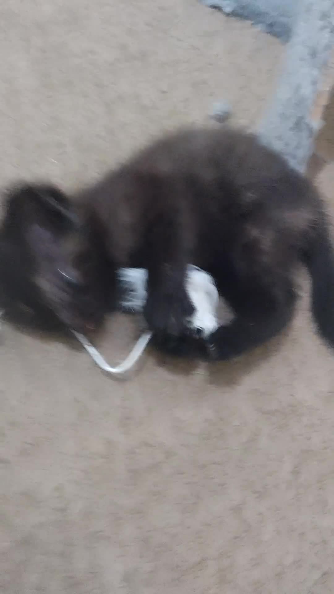 Mixed Breed cats for sale: last brownblack Kitten mixed breed available  - Video 1