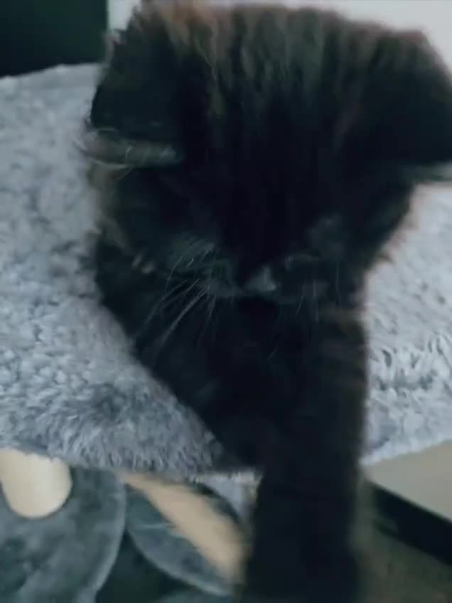 Persian cats for sale: Stunning Persian Boy - Video 3