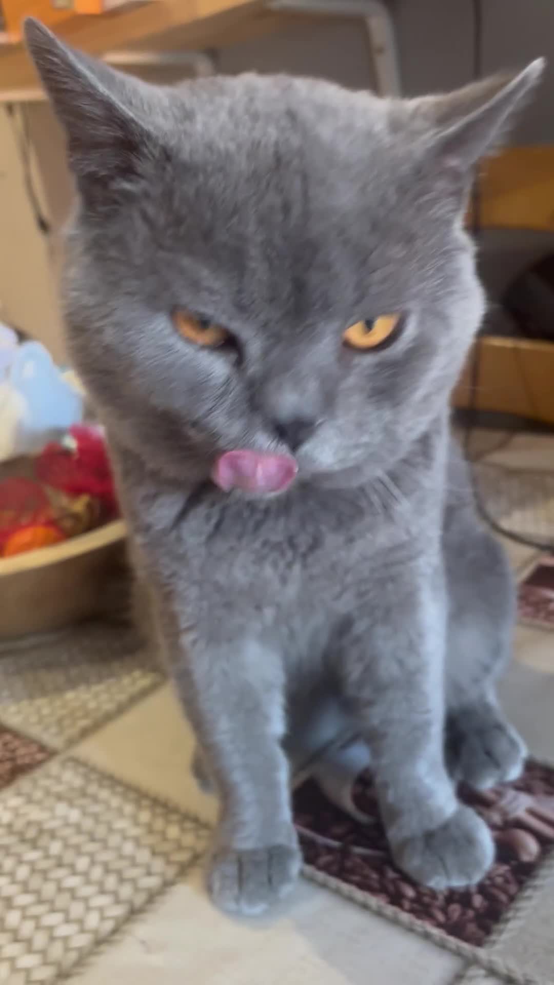 British Shorthair cats for sale: British Shorthair kittens  - Video 3