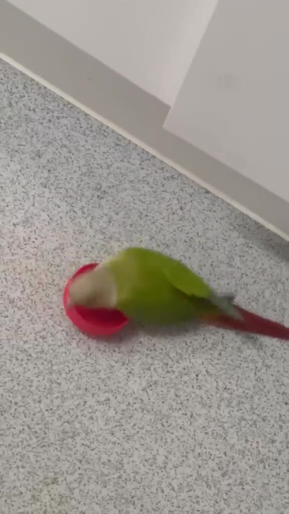 Conures birds for sale: Talking Parrot  in Barking - Video 3