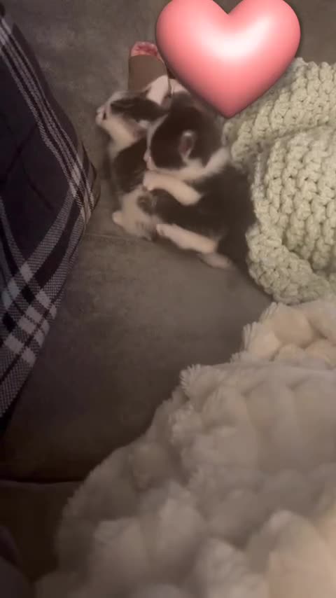 Mixed Breed cats for sale: Beautiful kittens mixed with ragdoll in Rochdale - Video 3