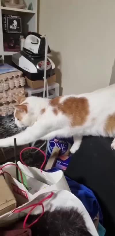 Domestic Shorthair cats for adoption: Adopt from Cats in Crisis East London - Video 5