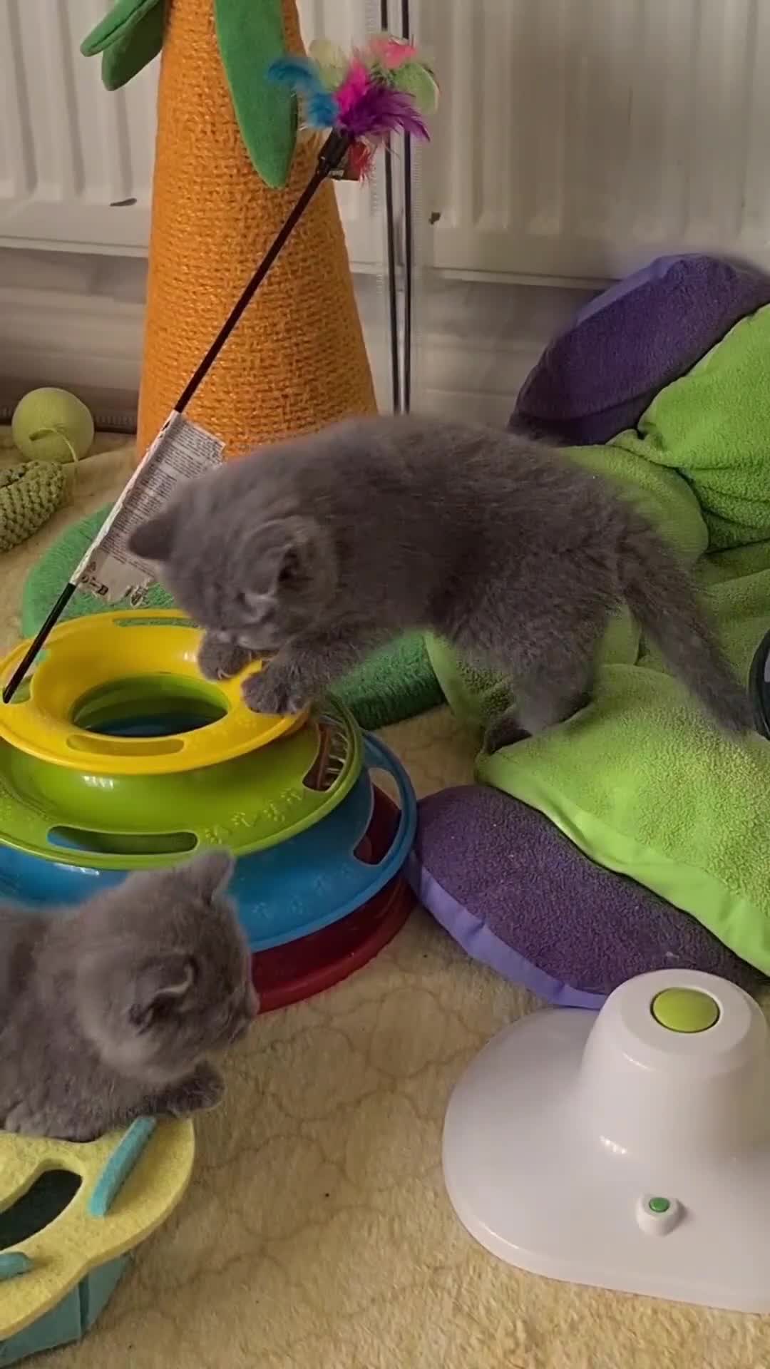 British Shorthair cats for sale: GCCF reg. Full vaccination BritishShorthair kitten - Video 1