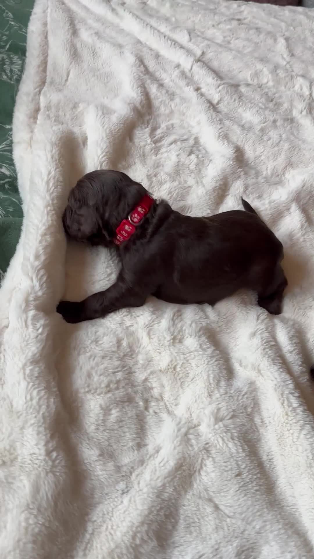Cockapoo dogs for sale: 🍫🐶1 Female Pup Left-F1b Chocolate Cockapoo🐶🍫  - Video 4