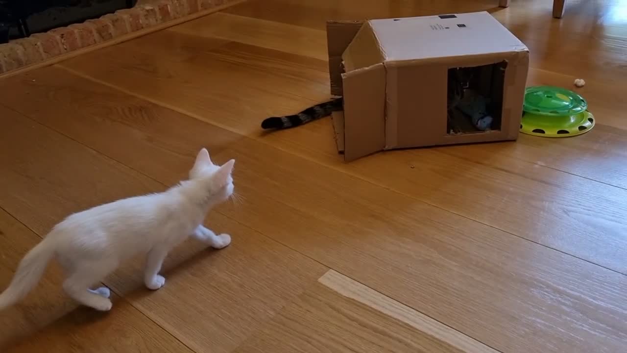 Mixed Breed cats for sale: Friendly Ragdoll × Turkish Angora male  in Witham - Video 1