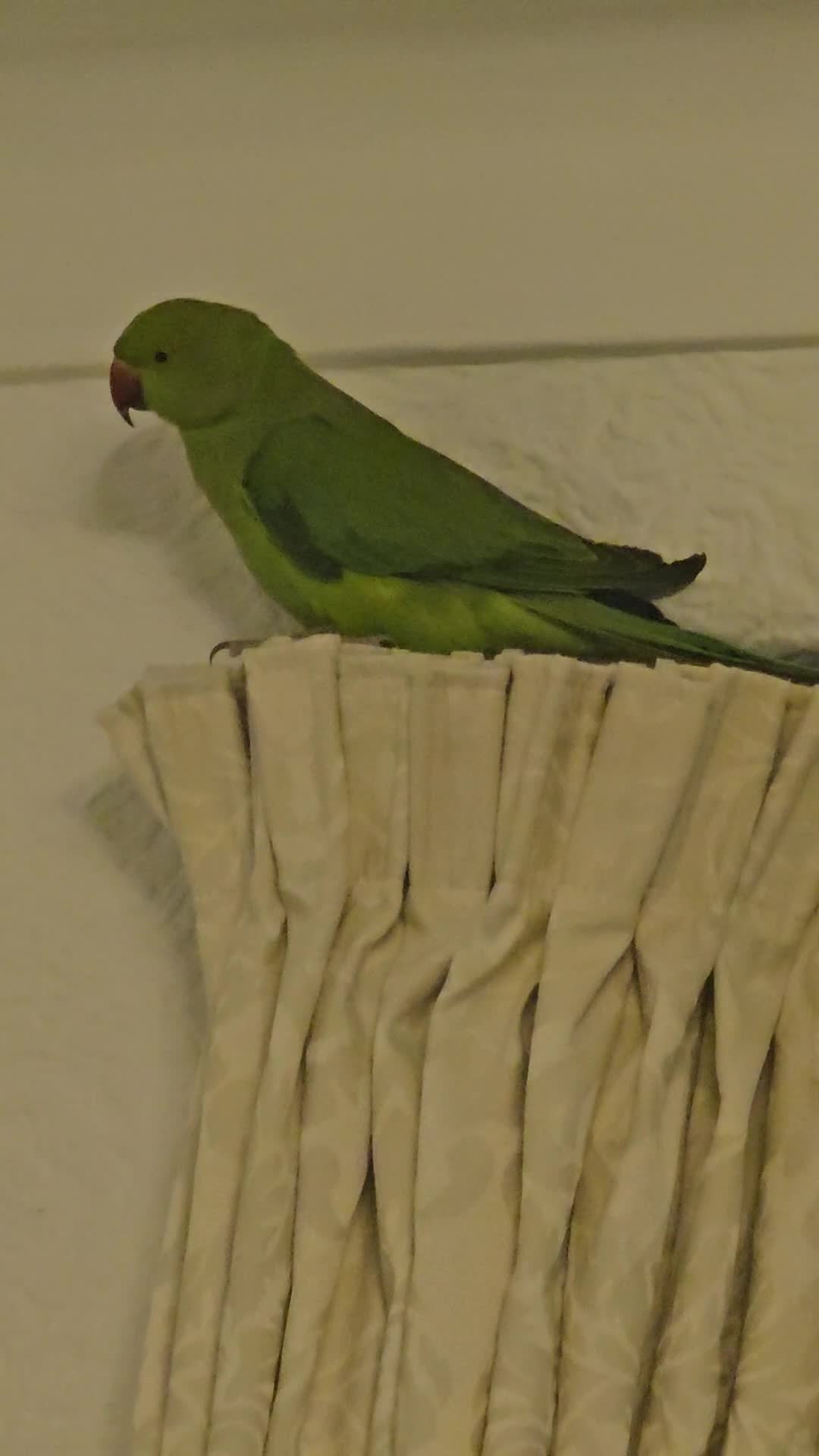 Ringnecks birds for sale: Sell parrot  Ringneck  - Video 1