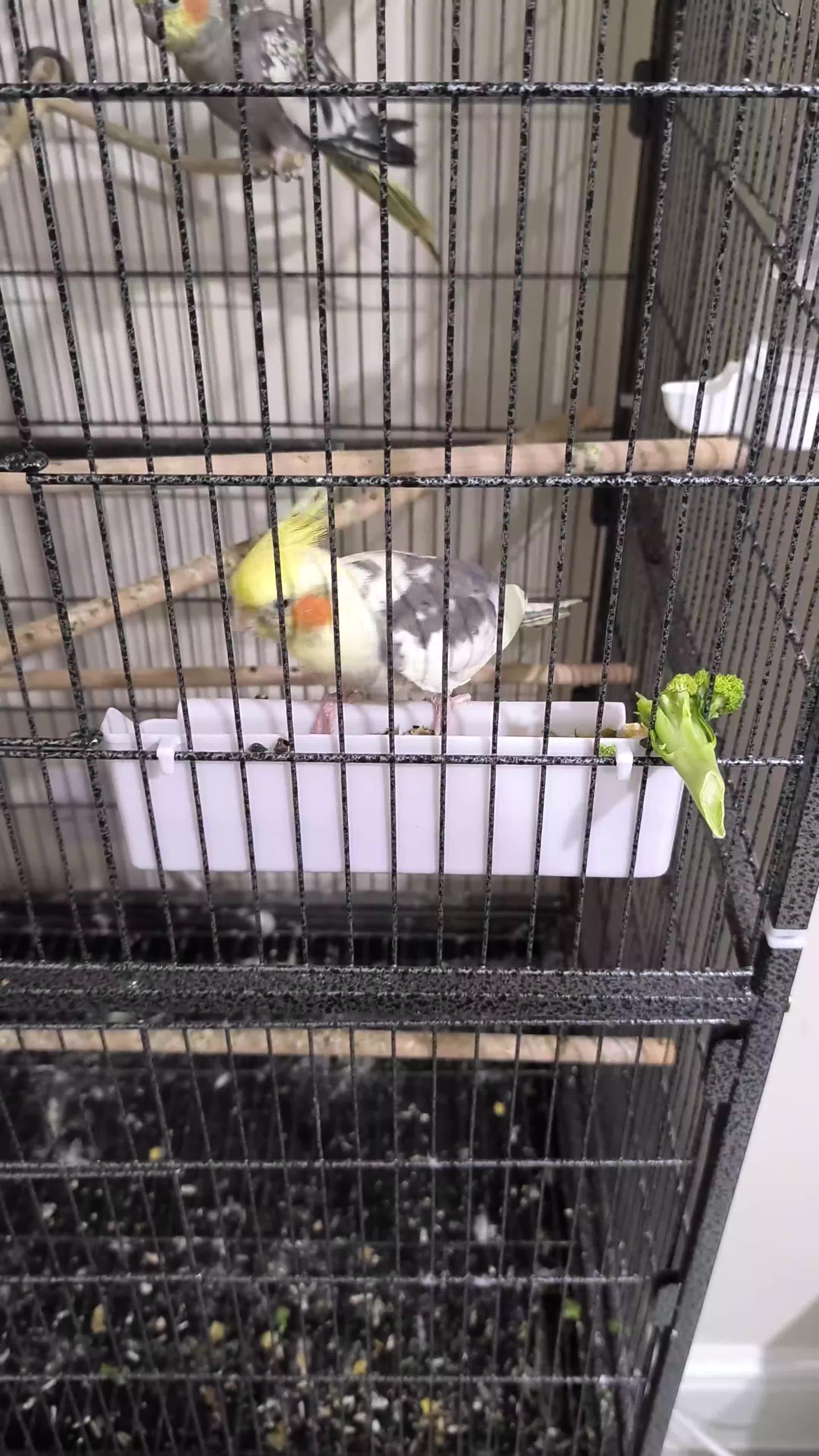 Budgerigars birds for sale: Budgies  and Cockatiel for sale  - Video 1