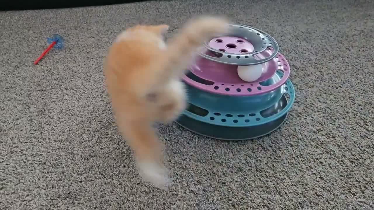 Scottish Fold cats for sale: Adorable Scottish Fold Straight Ear Kittens  - Video 1