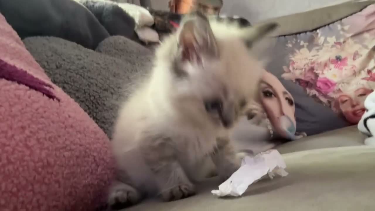 Ragdoll cats for sale: Ragdoll  - Video 1