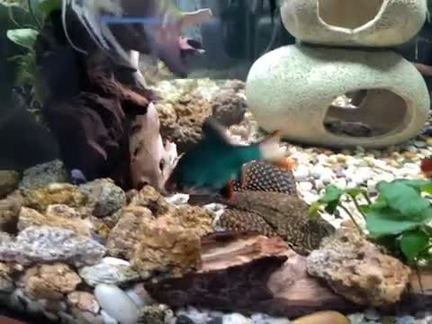 Plecos fish for sale: Leopard Pleco - Video 1