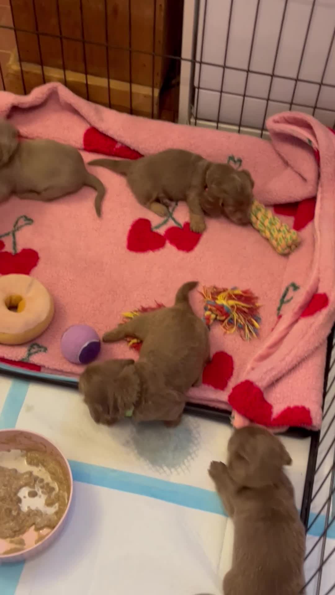 Dachshund dogs for sale: Isabella and tan dachshunds looking for new homes - Video 1
