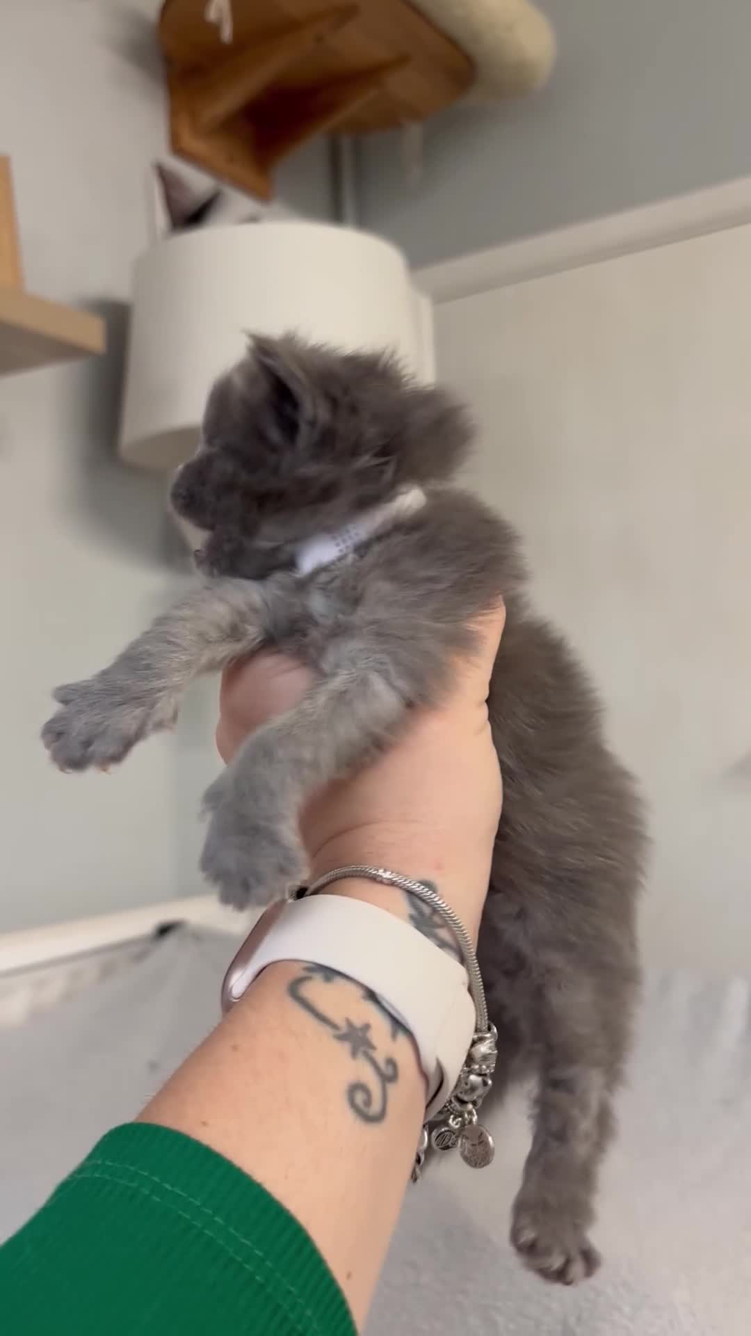 Maine Coon cats for sale: 🩷Beautiful Pedigree TICA Registered Maine Coons🩷 - Video 2