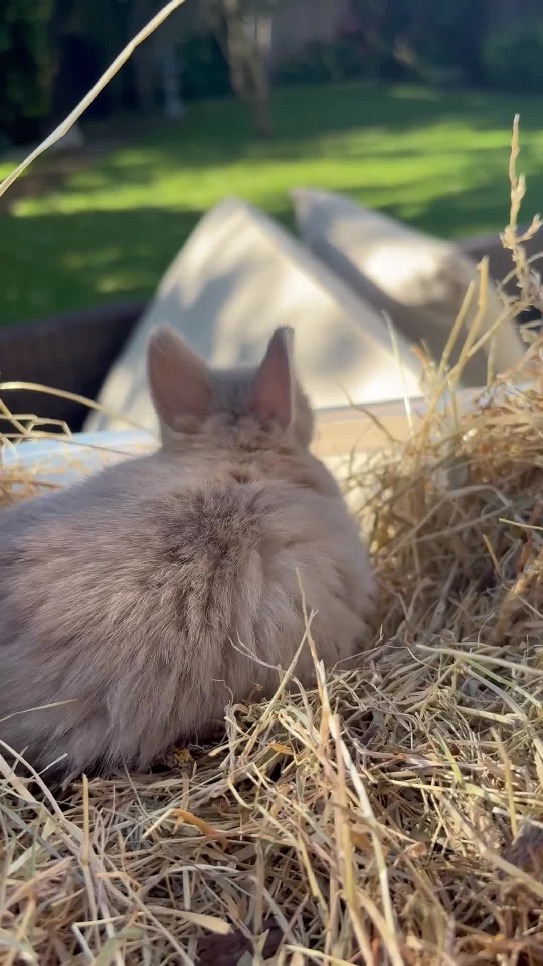 Netherland Dwarf rabbits for sale: Pure Netherland Dwarf Babies  - Video 1