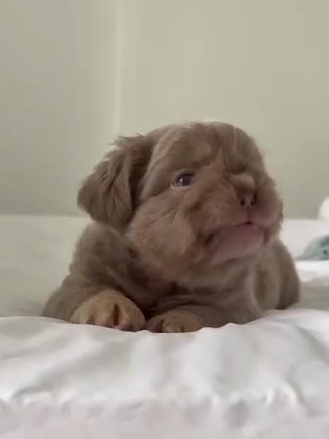 French Bulldog dogs for sale: Teddy bear floodle  - Video 2