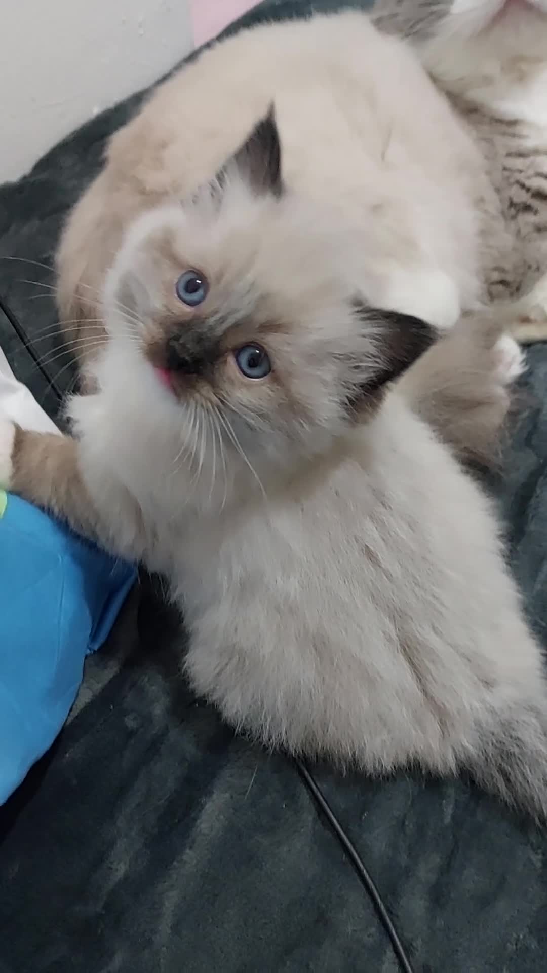 Ragdoll cats for sale: Two gorgeous rag dolls Girl and boy 😺😸 in Leicester - Video 3