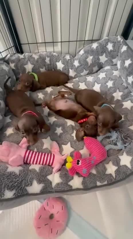 Miniature Dachshund dogs for sale: Beautiful Chocolate & Tan K.C Registered Puppies - Video 4