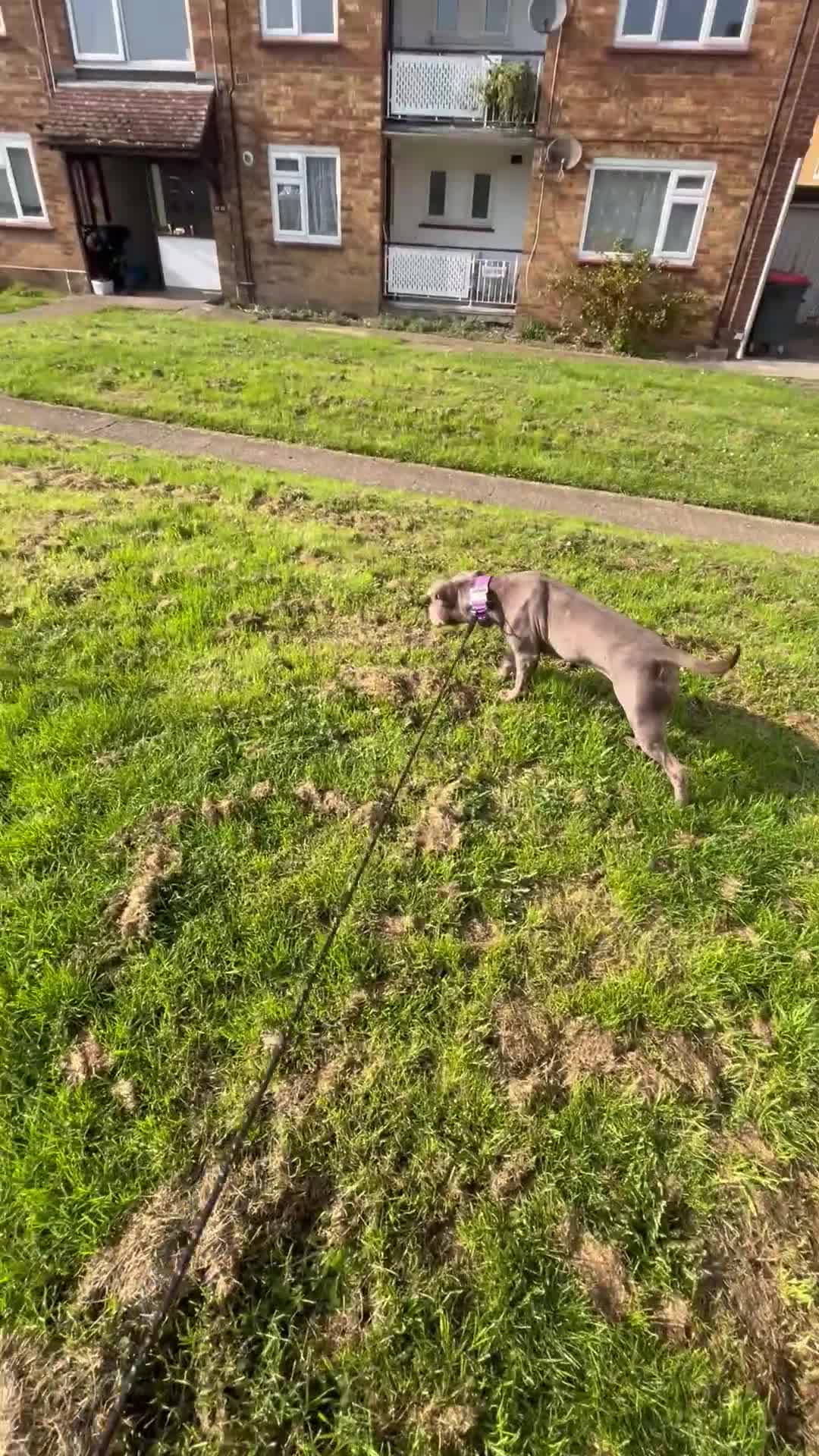American Bulldog dogs for sale: American bulldog female  - Video 2