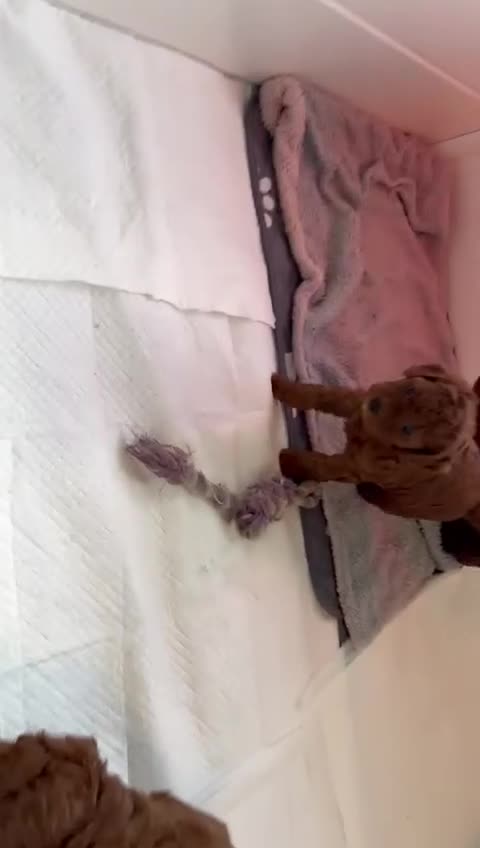 Labradoodle dogs for sale: Toy/mini multigenerational F2BB labradoodles  - Video 2