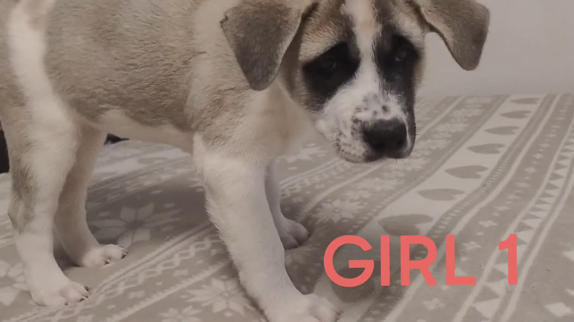Akita dogs for sale: Three Beautiful American Akita Girls for sale - Video 2