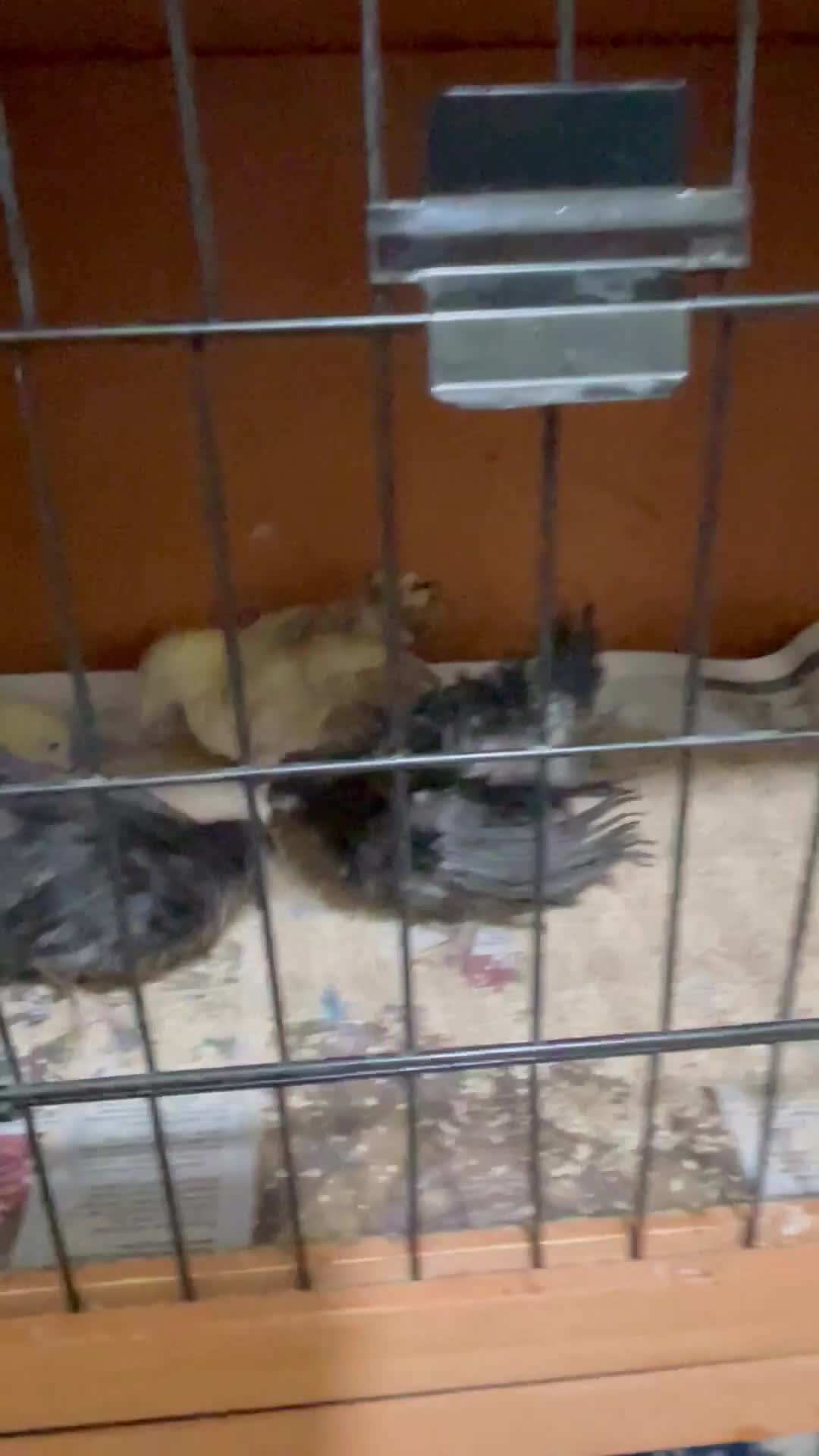 Chickens poultry for sale: Mini Serama Chicks - Video 1