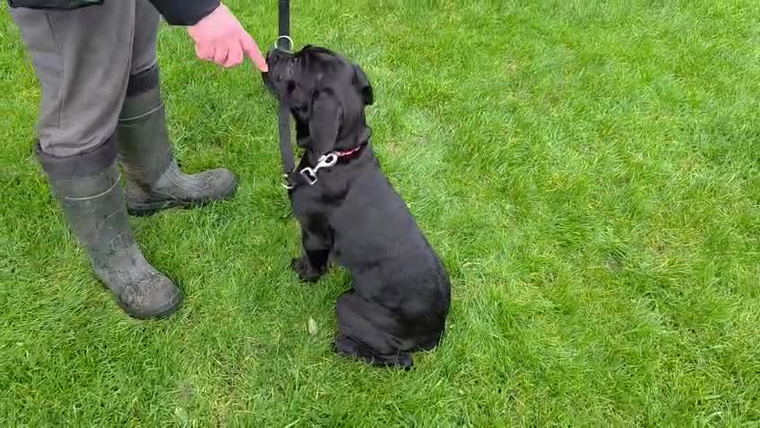 Cane Corso dogs for sale: ⭐️Cane Corso Pups⭐️Pure Championship Genes🏆 - Video 3