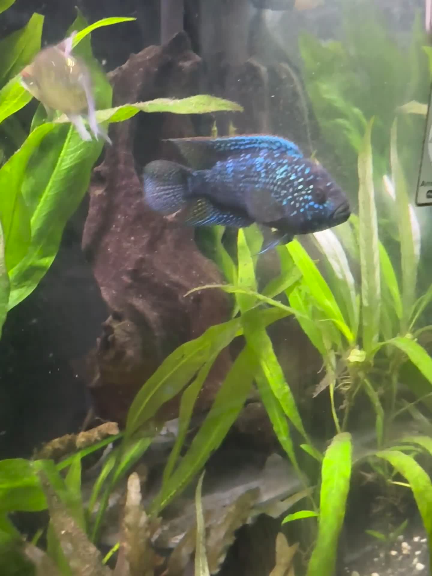 Cichlids fish for sale: Jack Dempsey cichlid  - Video 1
