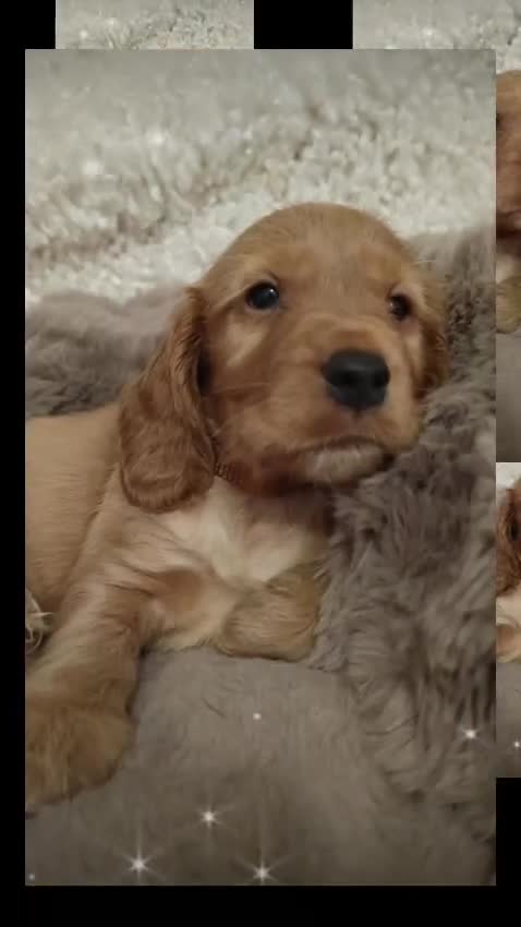 Cocker Spaniel dogs for sale: Show Cocker Spaniel  - Video 1