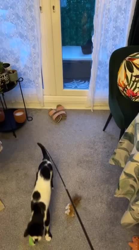 Arabian Mau cats for sale: Meet beautiful Tuxie ❤️ - Video 1