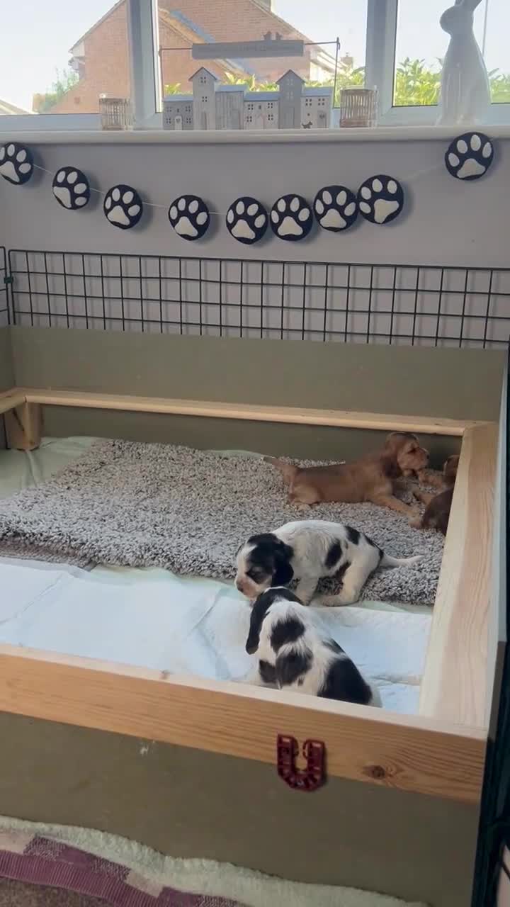 Cocker Spaniel dogs for sale: Cocker Spaniel puppies - ready 9/9/26 - Video 2