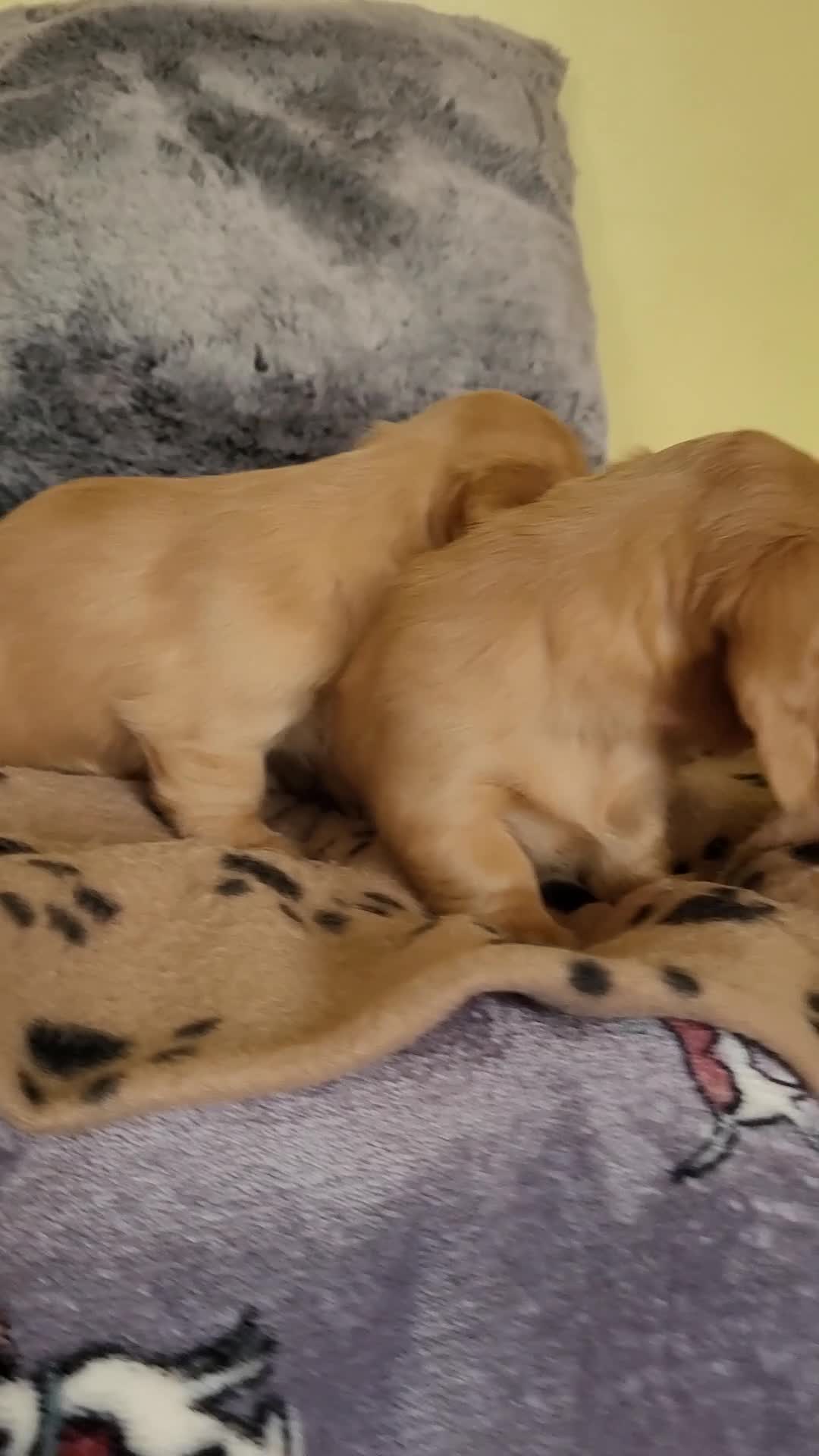 Dachshund dogs for sale: Long Haired KC Miniature Dachshund - Video 3